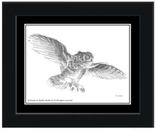 Owl Sketch Framed – Black